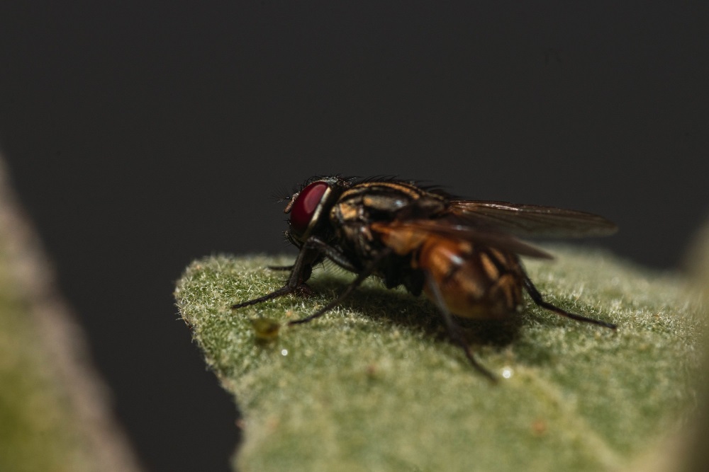 Biological methods against the olive fruit fly: protecting olive trees
